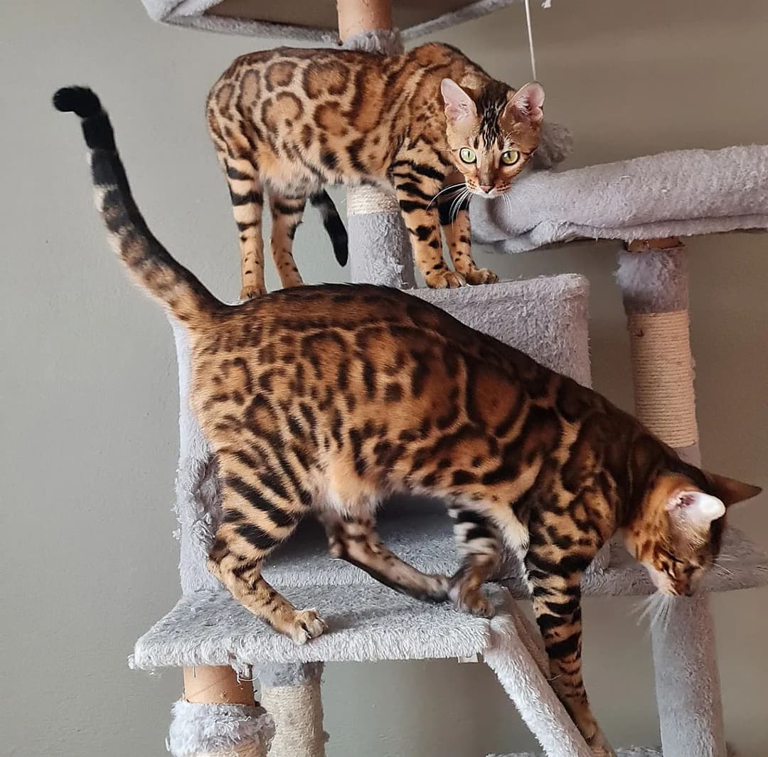 Bengali breed cats